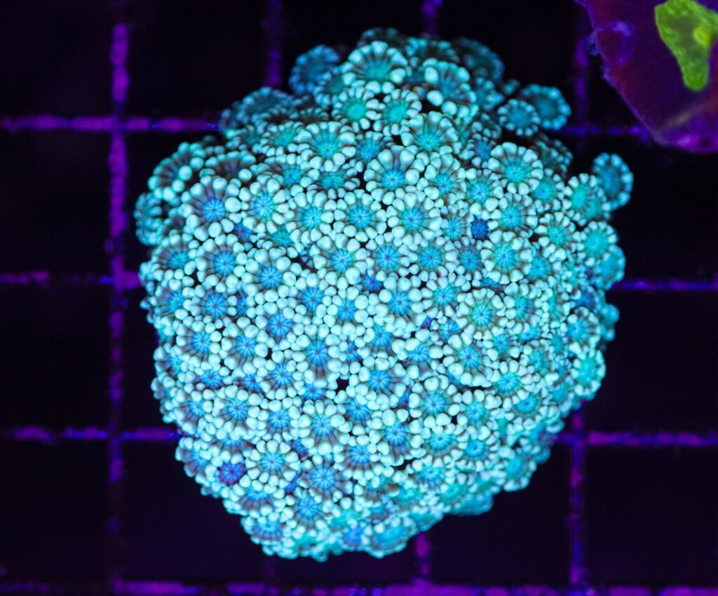 Frag Box Corals