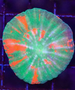 Wysiwyg Scolymia Coral (C102)
