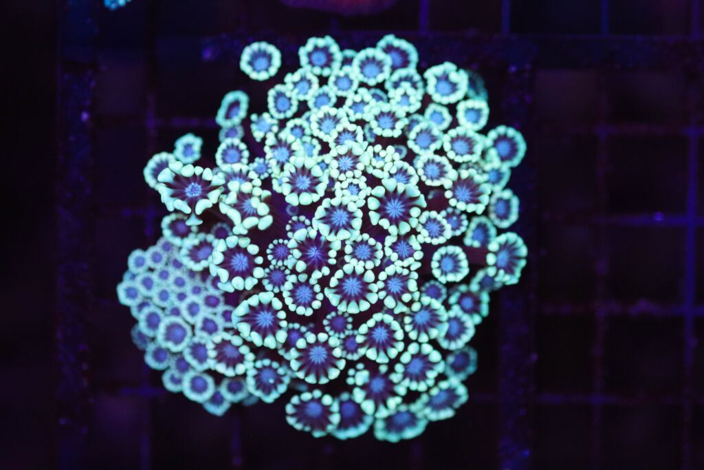 Frag Box Corals