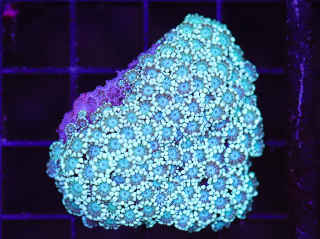 Frag Box Corals