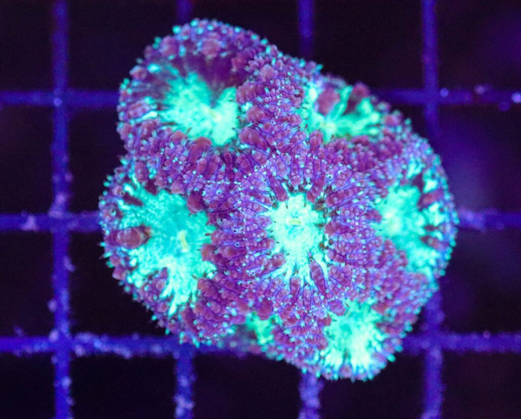 Frag Box Corals