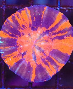 Wysiwyg Scolymia Coral (C112)