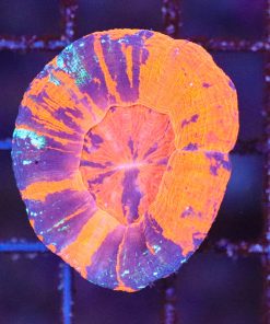 Wysiwyg sm Scolymia Coral (C113) *FREE SHIPPING NO MINIMUM SPEND*