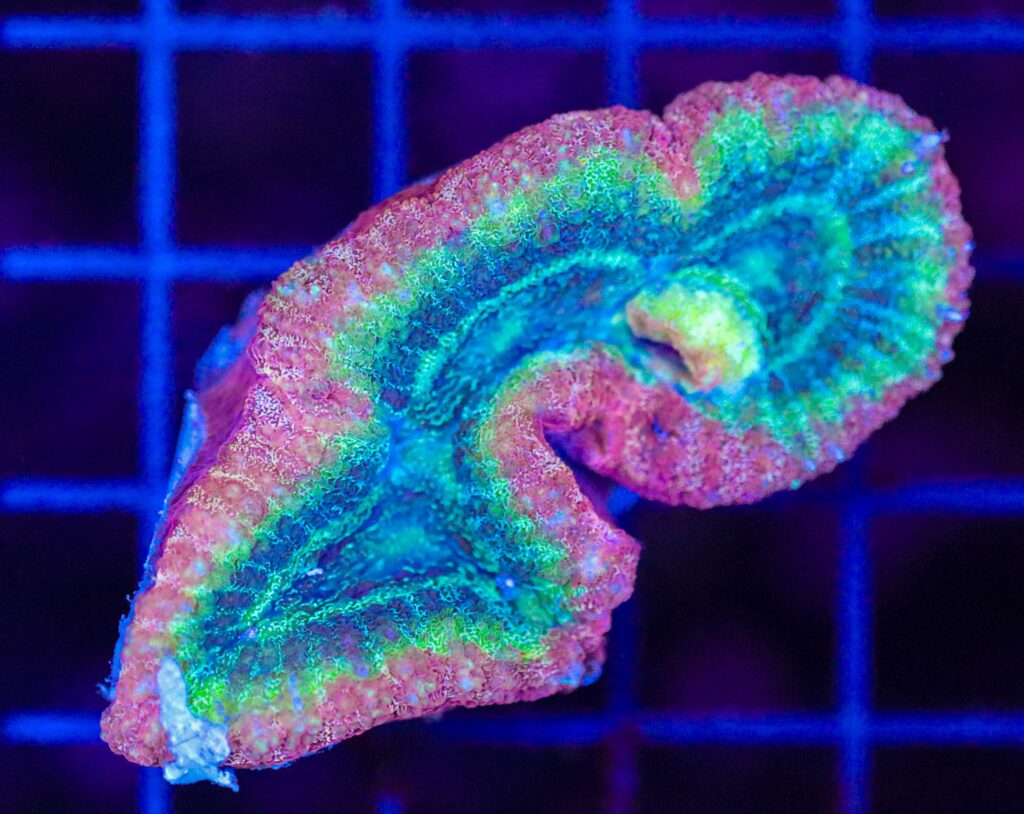 Frag Box Corals