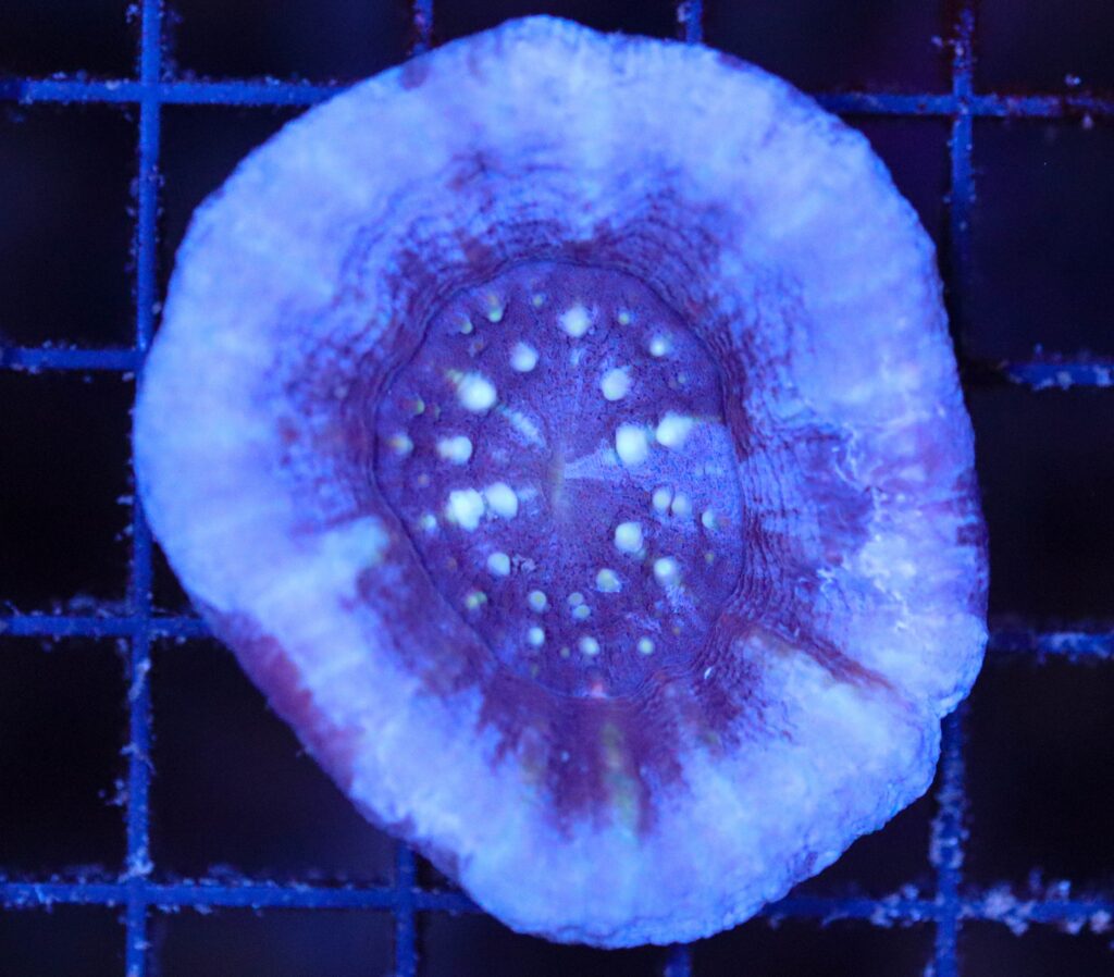 Frag Box Corals