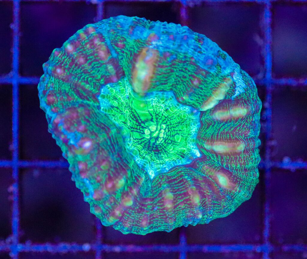 Frag Box Corals