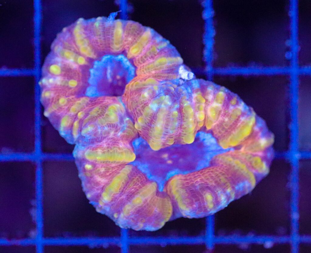 Frag Box Corals