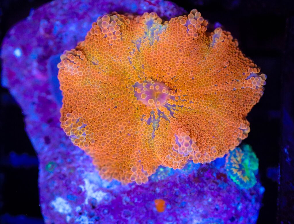 Frag Box Corals