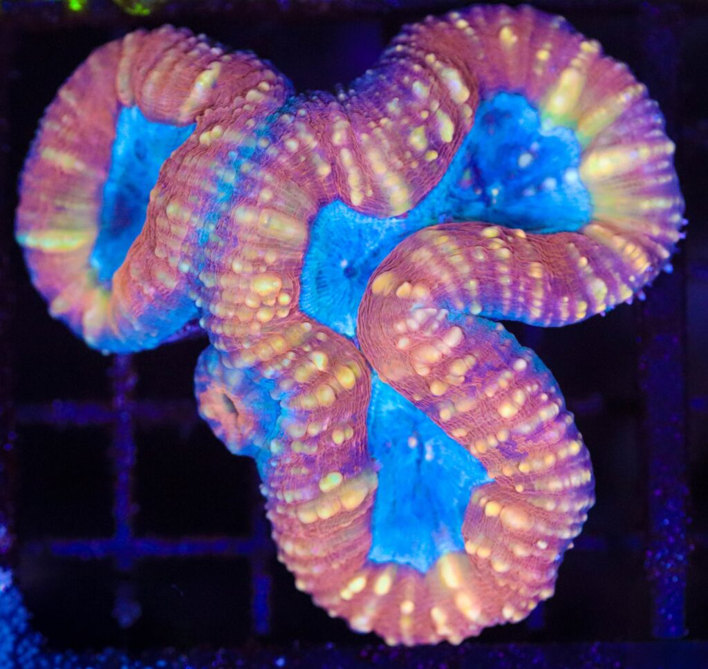 Frag Box Corals