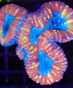 Wysiwyg Lobophyllia Coral  (C139)