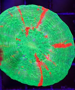 Wysiwyg Scolymia Coral (C143)  *Free shipping - no minimum livestock spend*