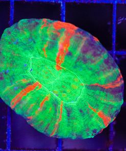 Wyswiyg Tri-colour Scoly Coral (C144) *Free shipping - no minimum livestock spend*