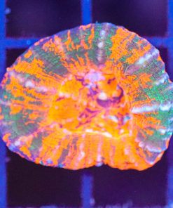 Wysiwyg Scolymia Coral (C149)