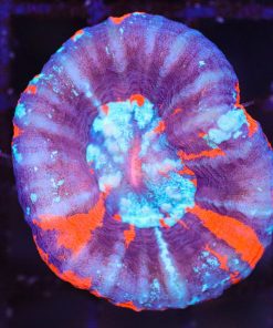 Wysiwyg Tri-colour Scolymia Coral (C150)