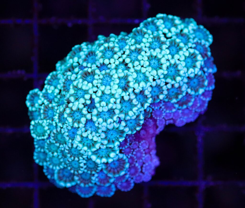 Frag Box Corals