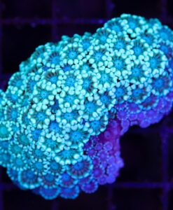 Wysiwyg Alveopora Coral (C114)