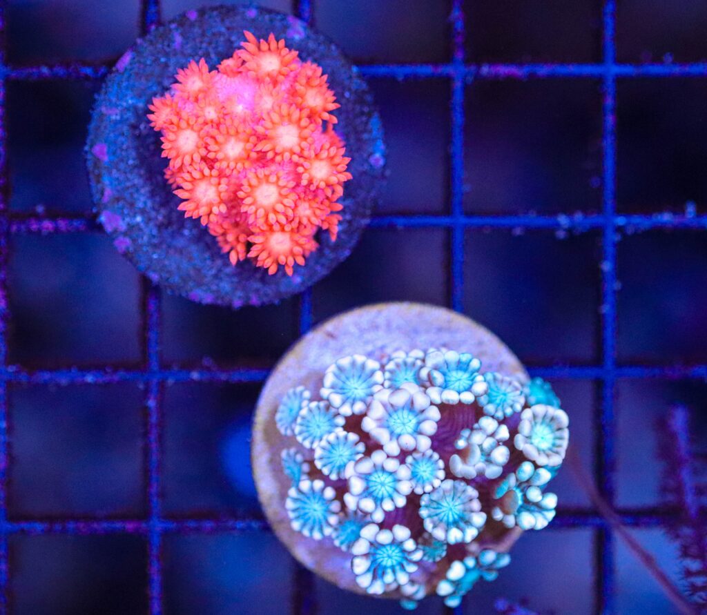 Frag Box Corals