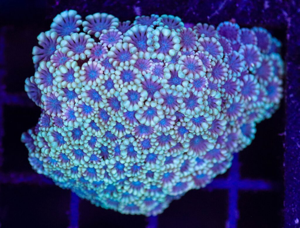 Frag Box Corals