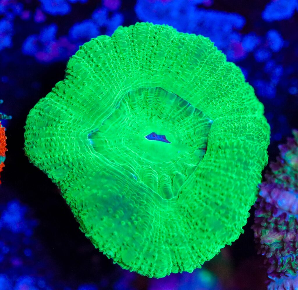 Frag Box Corals