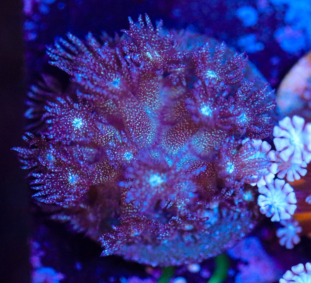 Frag Box Corals