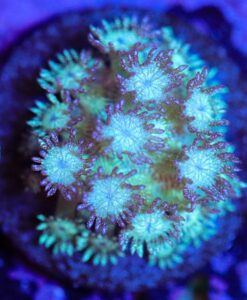 Wysiwyg Glitter Bomb Goniopora Frag [F34]