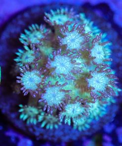 Wysiwyg Glitter Bomb Goniopora Frag [F34]