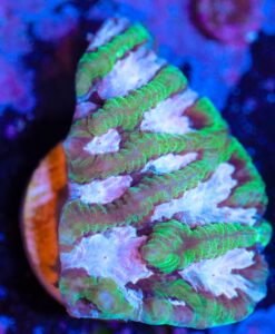 Wysiwyg Pink Clover Maze Coral Frag  [F41]