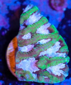 Wysiwyg Pink Clover Maze Coral Frag  [F41]