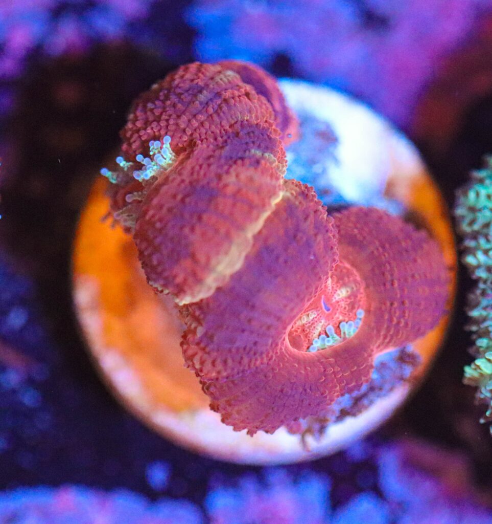 Frag Box Corals