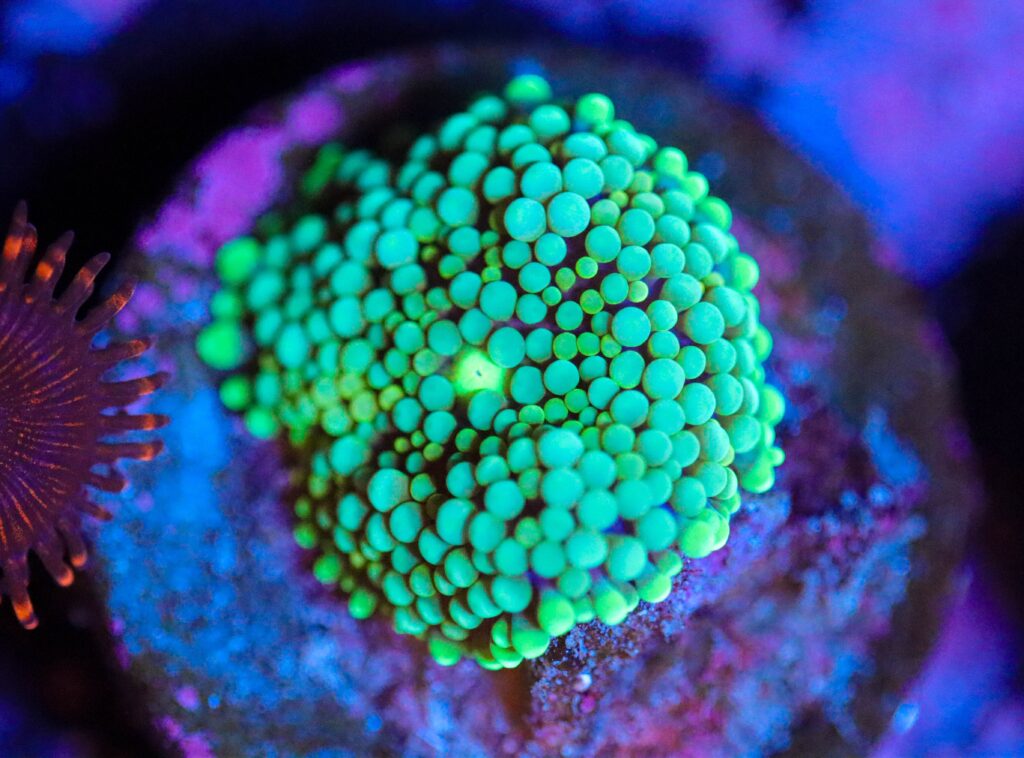 Frag Box Corals