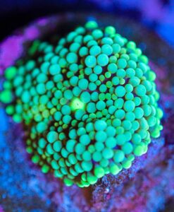 Wysiwy Lime Florida Ricordea [F48]