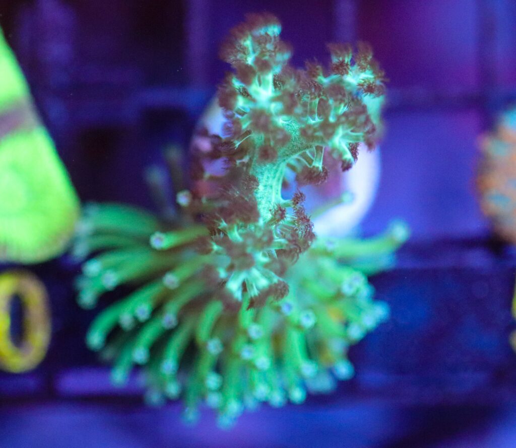 Frag Box Corals