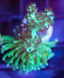 Wysiwyg Dr. Fuzz Nepthea + Green Toadstool Combo [F51]  * free shipping no minimum spend*
