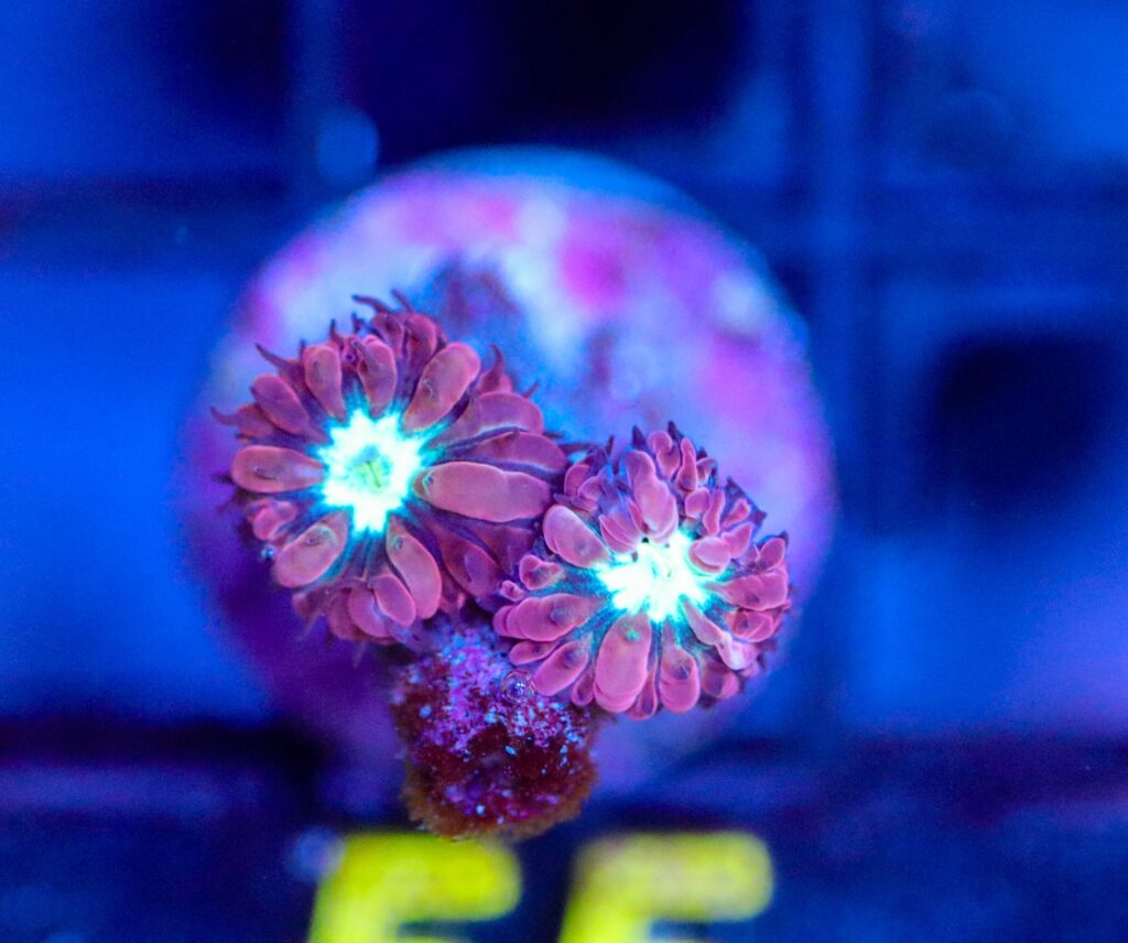 Frag Box Corals