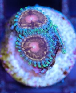 Wysiwyg Zoa Frag [F61]