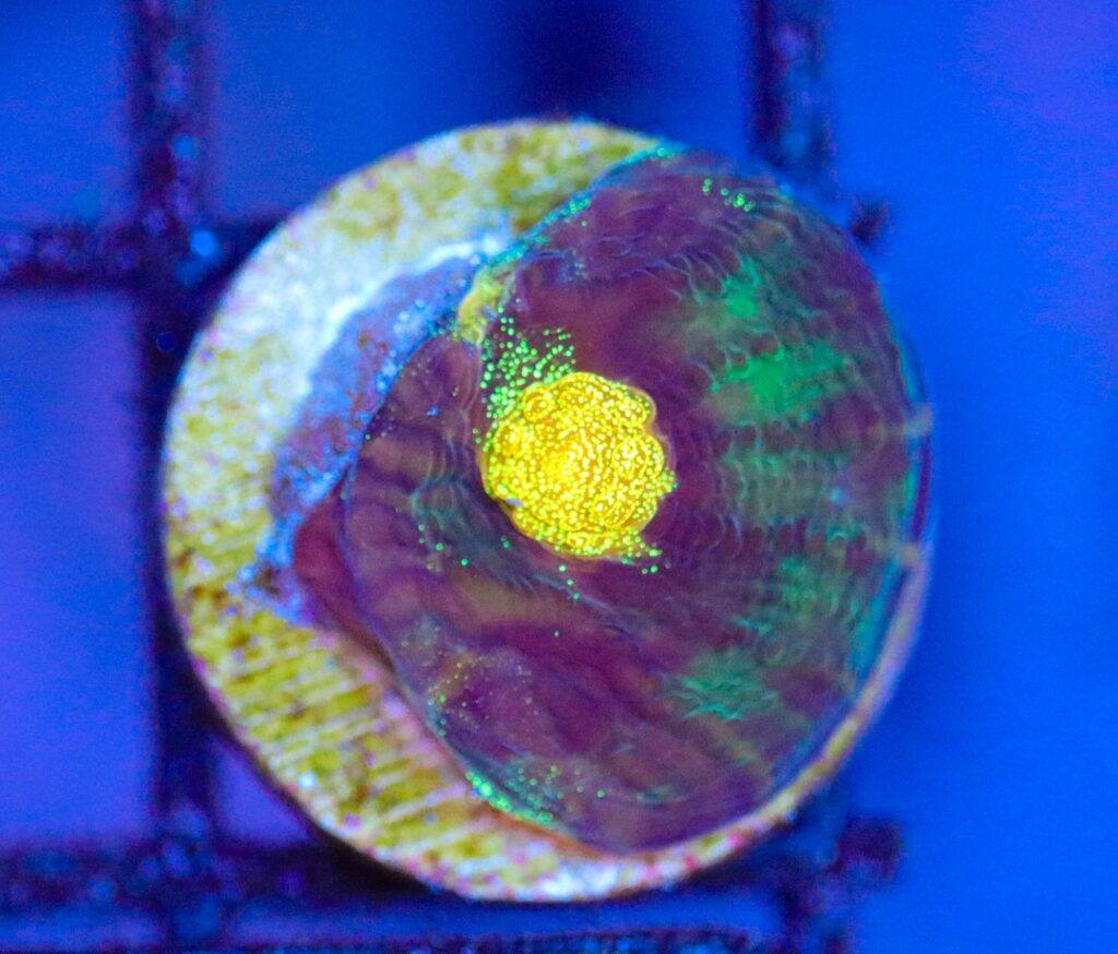 Frag Box Corals