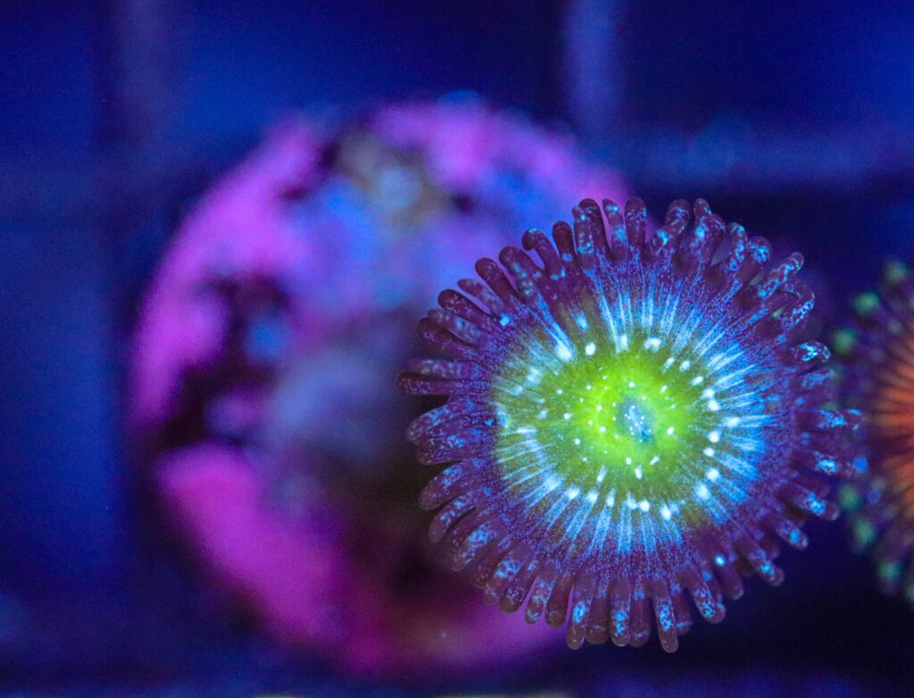 Frag Box Corals