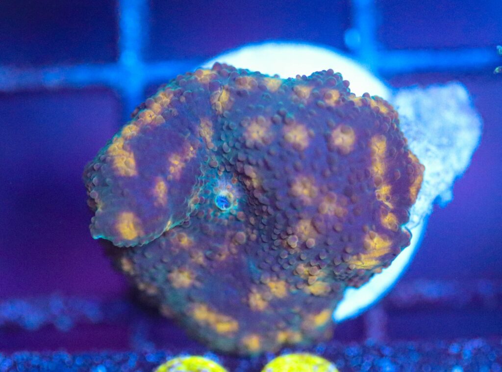 Frag Box Corals