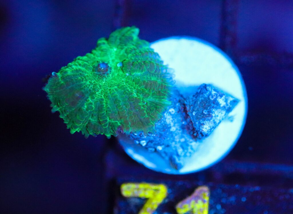 Frag Box Corals