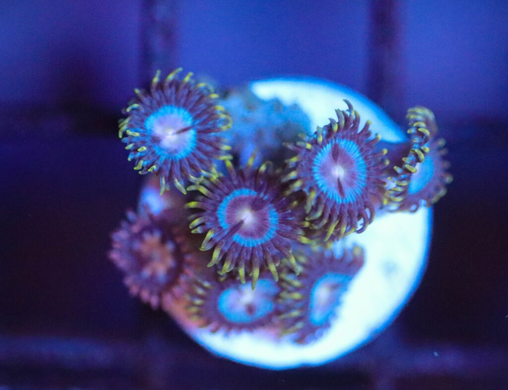 Frag Box Corals