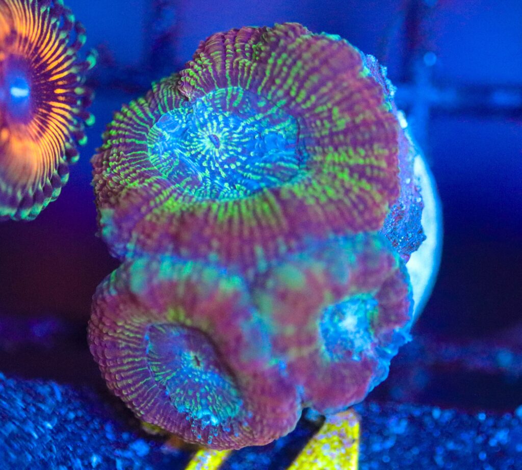 Frag Box Corals