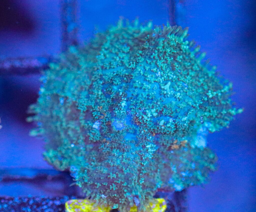 Frag Box Corals