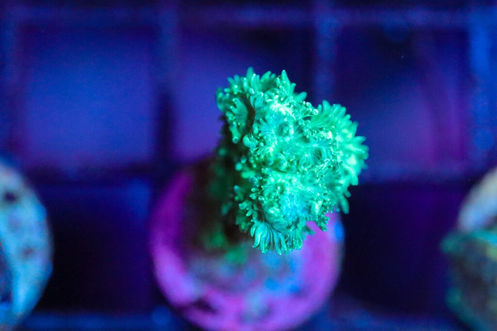 Frag Box Corals