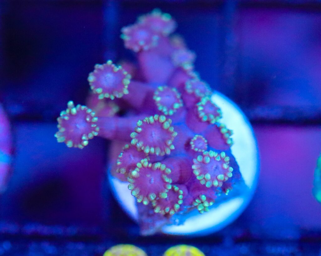 Frag Box Corals