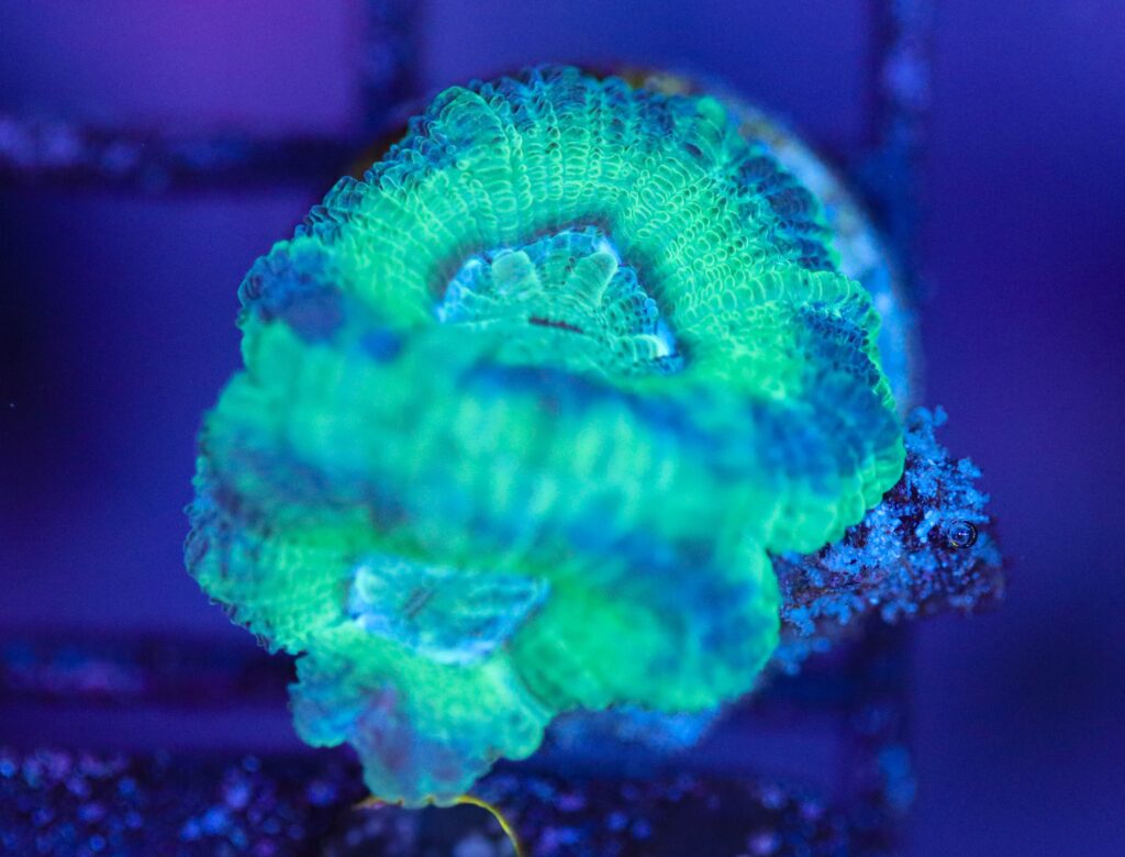 Frag Box Corals