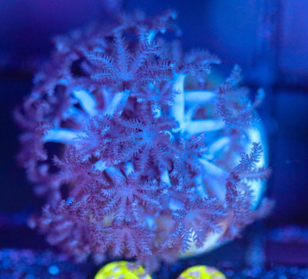 Frag Box Corals