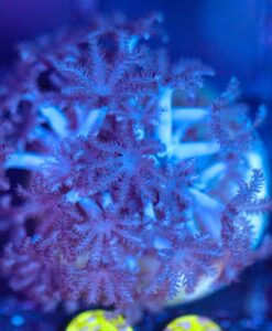 Wysiwyg sm Pulsing Xenia Frag [F90]