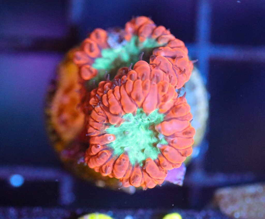 Frag Box Corals