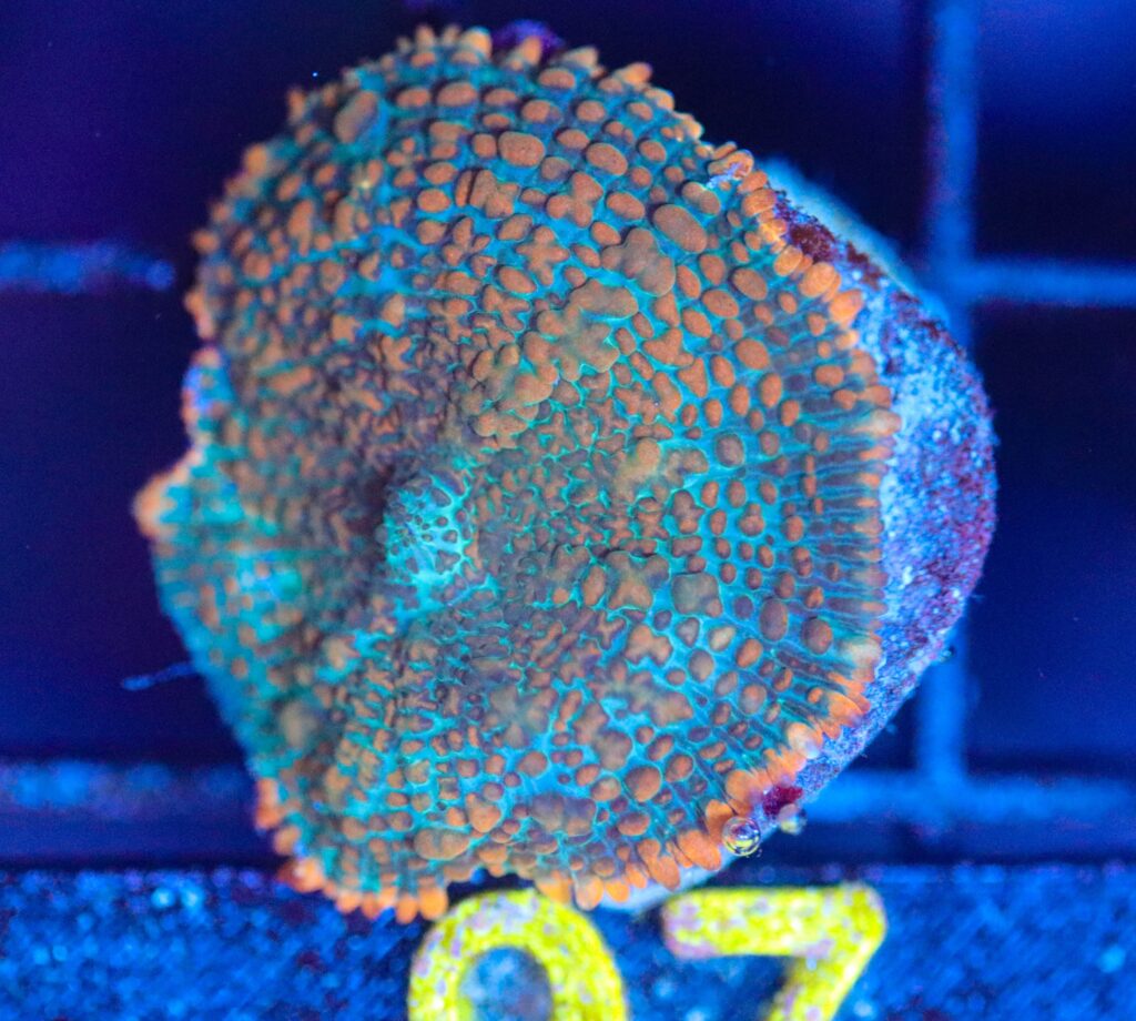 Frag Box Corals