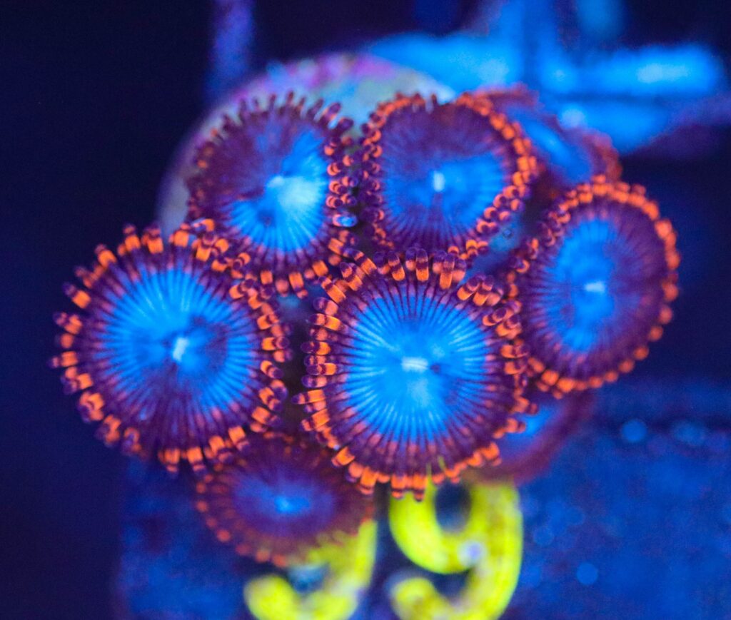 Frag Box Corals